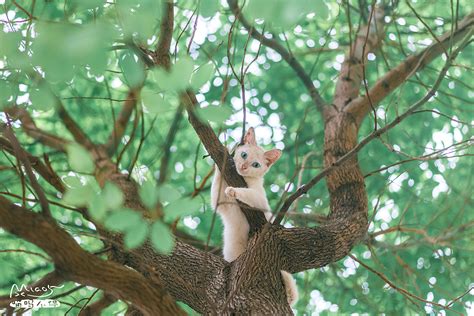一枚长在树上的喵|Photography|Pet Photography|喵呜不停_Original作品-站酷ZCOOL