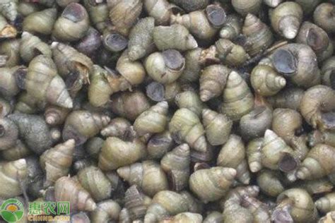 江苏海洋大学首个海水贝类新品种通过国家审定-江苏海洋大学