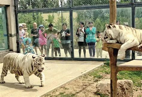 威海西霞口神雕山野生动物园景区门票预订 - 喜玩国际