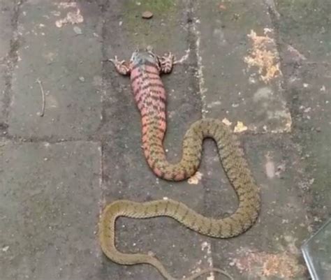 佛罗里达州蟒蛇成灾，保护区惊现5.2米巨型缅甸蟒蛇