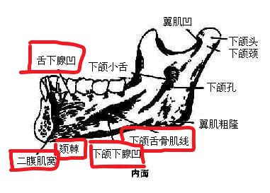 下颚在哪个位置图图片 下颚在哪个位置图图片