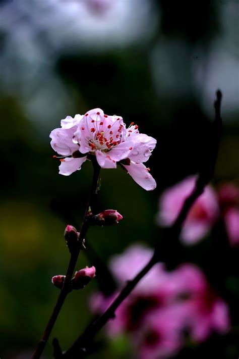 “后花园”的一组桃花-中关村在线摄影论坛