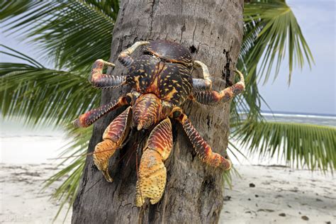 世界上最大的螃蟹（世界上五个最大的螃蟹） | 说明书网