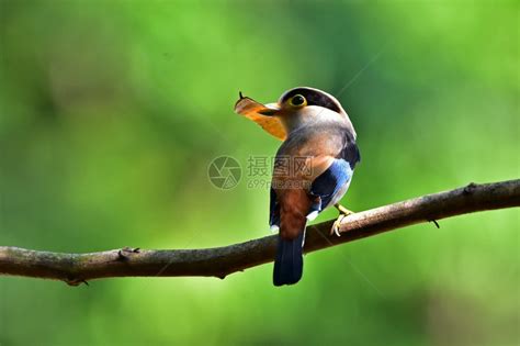 树枝上的彩色鸟银胸阔嘴鹬Serilophuslunatus高清图片下载-正版图片307299282-摄图网