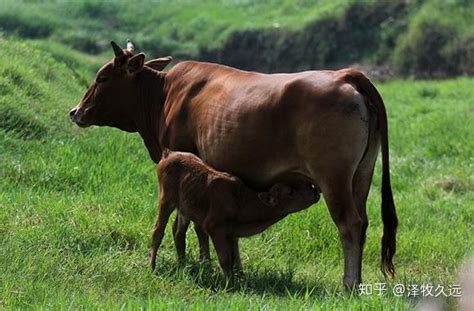 怀孕母牛饲料配方和喂养方法 - 知乎
