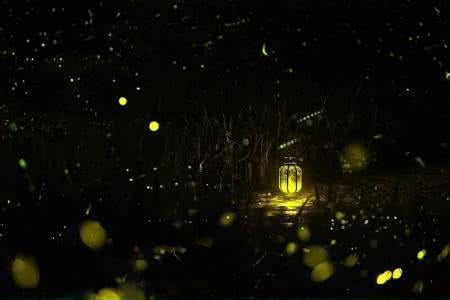 萤火虫,水平画幅,无人,日本,夏天,光,闪亮的,昆虫,摄影摄影素材,汇图网www.huitu.com