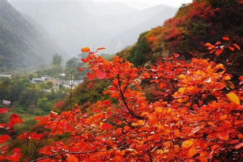 这个秋天，来坡峰岭赏红叶不会让您失望
