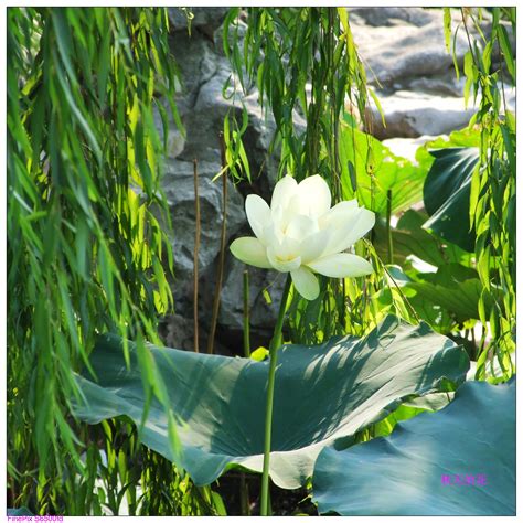 美到窒息 | 东西湖郁金香主题公园百万向日葵进入最佳观赏期