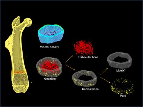 科学网—骨胳的超微结构和细胞学组分 - 马洪强的博文