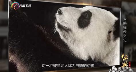 大熊猫外交记 云南卫视《经典人文地理》今晚21:39播出|经典人文地理|大熊猫|云南卫视_新浪新闻