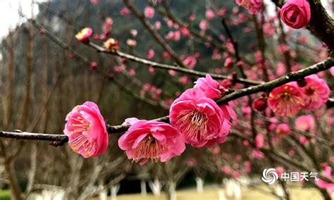 春暖花开，百花争艳，绿城郑州进入最美赏花季-大河新闻