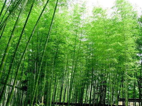 春天绿色竹子自然风景摄影图高清摄影大图-千库网