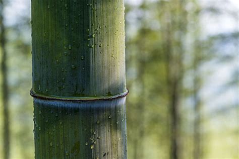 竹子和树一样高大，却属于草本植物，最大竹子水桶般粗，就在云南