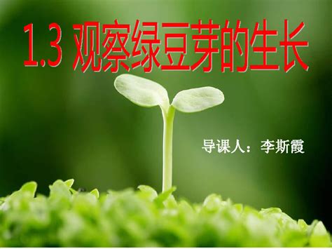 五年级上册科学课件—1.3观察绿豆芽的生长 教科版 (共23张PPT)-21世纪教育网