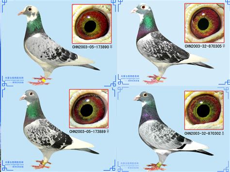 赛鸽配对图片大全,信鸽紫罗兰鸽眼配对,信鸽超级种鸽配对图片(第4页)_大山谷图库