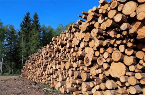 山东费县：构建木业产业新体系释放新动能、增创新优势_行业新闻_资讯_整木网