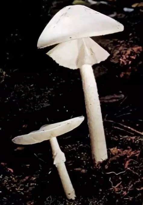 采蘑菇用什么装好,上山采蘑菇用什么装,东北雷窝子蘑菇图片_大山谷图库