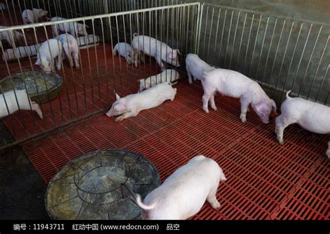 重庆巫山农村生猪繁殖场的小猪高清图片下载_红动中国