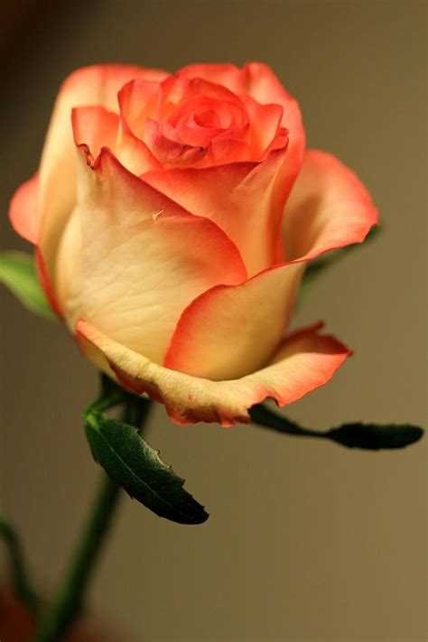 橙色的玫瑰花图片-橙色的玫瑰花特写素材-高清图片-摄影照片-寻图免费打包下载