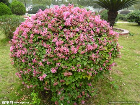 红花檵木（拉丁学名：Loropetalum chinense var.rubrum），又名