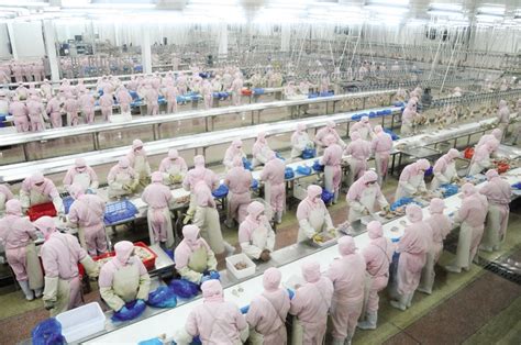 活鸡有地方屠宰啦！江门市首条规模化家禽集中屠宰生产链竣工投产……_检疫