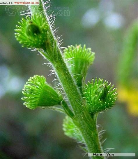 龙芽草Agrimonia pilosa Ldb._植物图片库_植物通