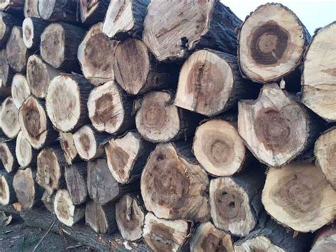 木材收购要注意什么？如何判断木头品质_行业资讯_木头云