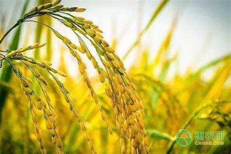 哪种水稻种子高产？ - 惠农网