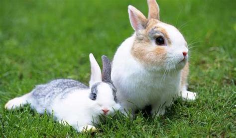 兔子和狗属相合不合，兔和狗配吗？