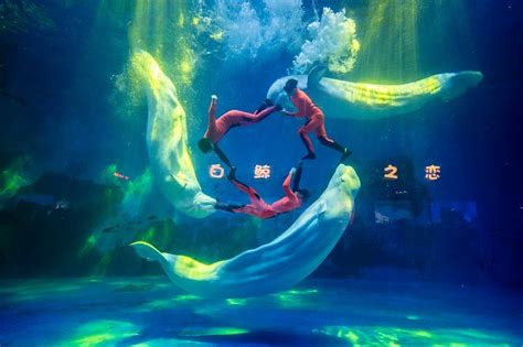 2023东京极地海洋馆游玩攻略,开封东京极地海洋馆位于汴京...【去哪儿攻略】
