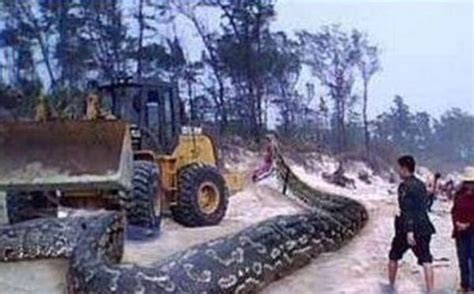 罕见！实拍世界最大蛇森蚺猎杀巨獭全过程