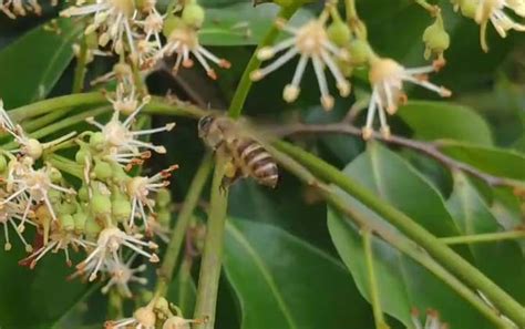 看蜜蜂采蜜过程，原来蜂蜜这样来的！_腾讯视频