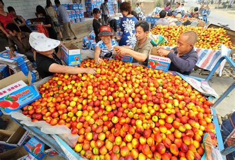 油桃的提供数量多-中国大棚油桃采购基地--山东莒县油桃果蔬批发市场