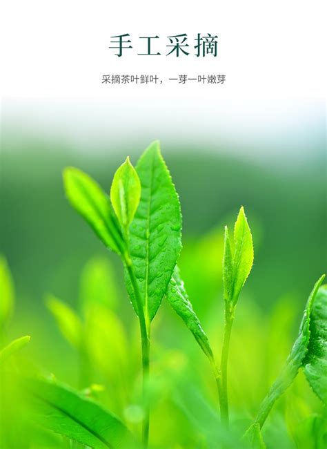 湘波绿精品绿茶 湘丰茶业集团