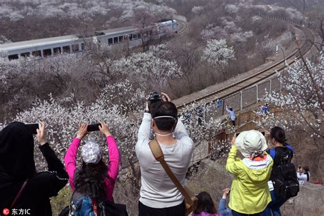 北京长城脚下山花怒放 花海与列车在春天里相遇--图片频道--人民网
