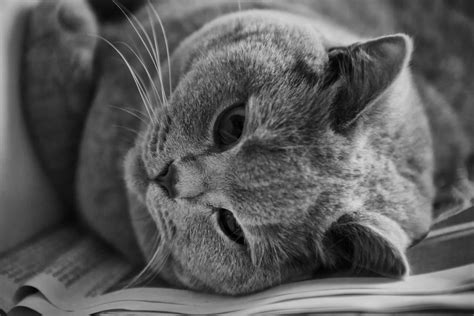 精选可爱的灰色猫咪图片壁纸 第7页-ZOL手机壁纸