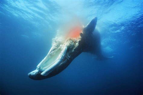 科学|“一鲸落，万物生”，为什么说鲸落是最浪漫的死亡？_鲸鱼|科普|国际