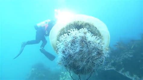 巨大透明水母被冲上岸高清摄影大图-千库网