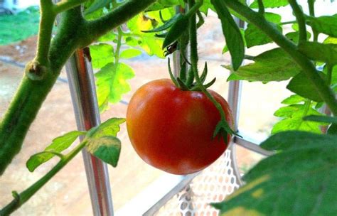 番茄生长过程中为什么要整枝打杈？