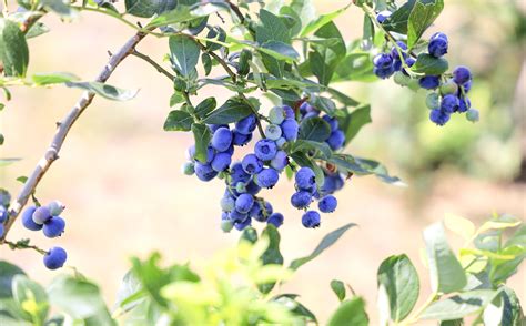oxbo蓝莓树莓收获机_腾讯视频