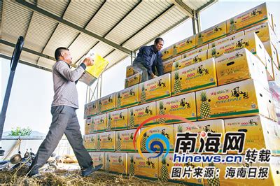 海南乐东聚焦“产业”主题 借助冬交会展示农业发展新成就