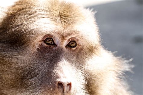 黄山猴子观海高清图片下载-正版图片500650616-摄图网