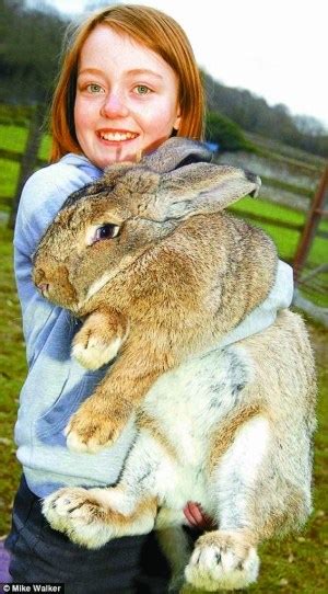 巨兔体重超3岁儿童可能成世界最大兔子(图) 国际新闻 烟台新闻网 胶东在线 国家批准的重点新闻网站