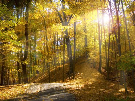 秋季下雨天公园里的长凳银杏落叶高清图片下载-正版图片501548004-摄图网