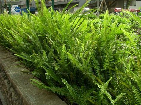肾蕨图片