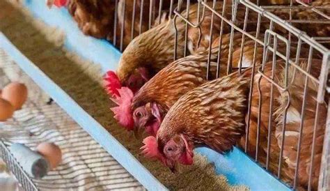 养鸡场淘汰的老母鸡能吃吗，养鸡场被淘汰的母鸡人能吃吗？