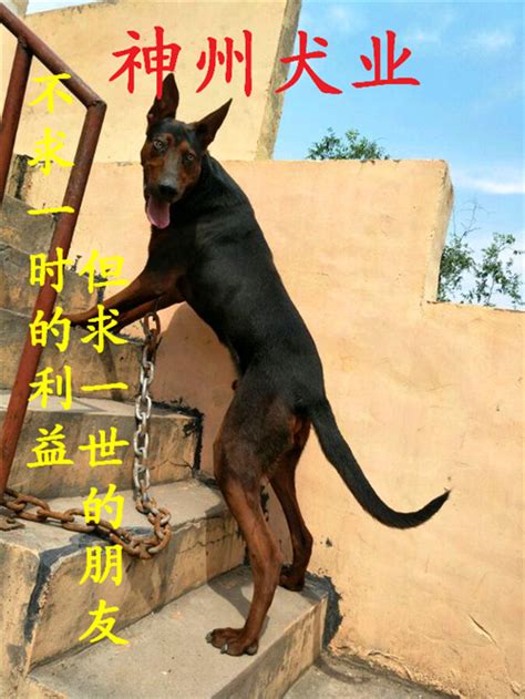 梅县2-3个月黑狼犬多少钱哪里有卖的_老版莱州红犬_山东省神州犬业驯养基地