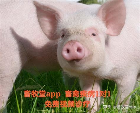 日屠宰量下滑30％！7月猪价反弹消耗了2023年市场的空间，猪价将呈何种走势？-河北畜牧网|畜牧业信息分享平台