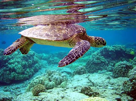 乌龟在海洋中游泳高清壁纸,高清图片,摄影-纯色壁纸