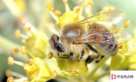 蜜蜂采蜜的是雄性还是雌性？ - 蜜蜂知识 - 酷蜜蜂